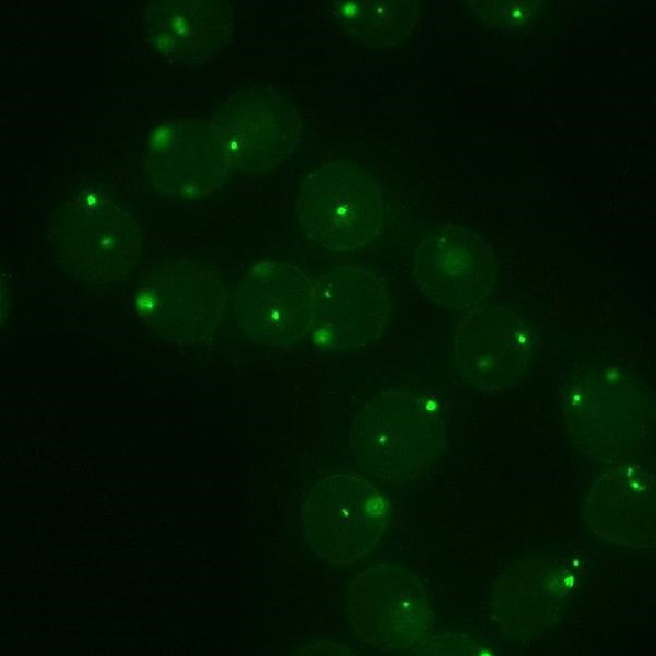 Good Contrast Image for FISH